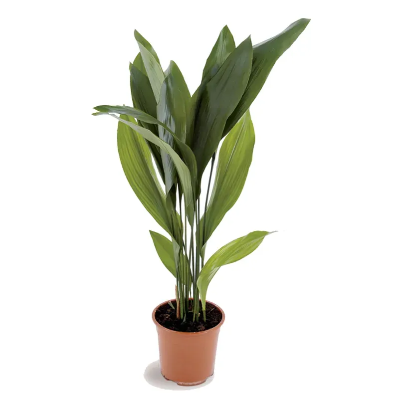 Аспидистра горшечная